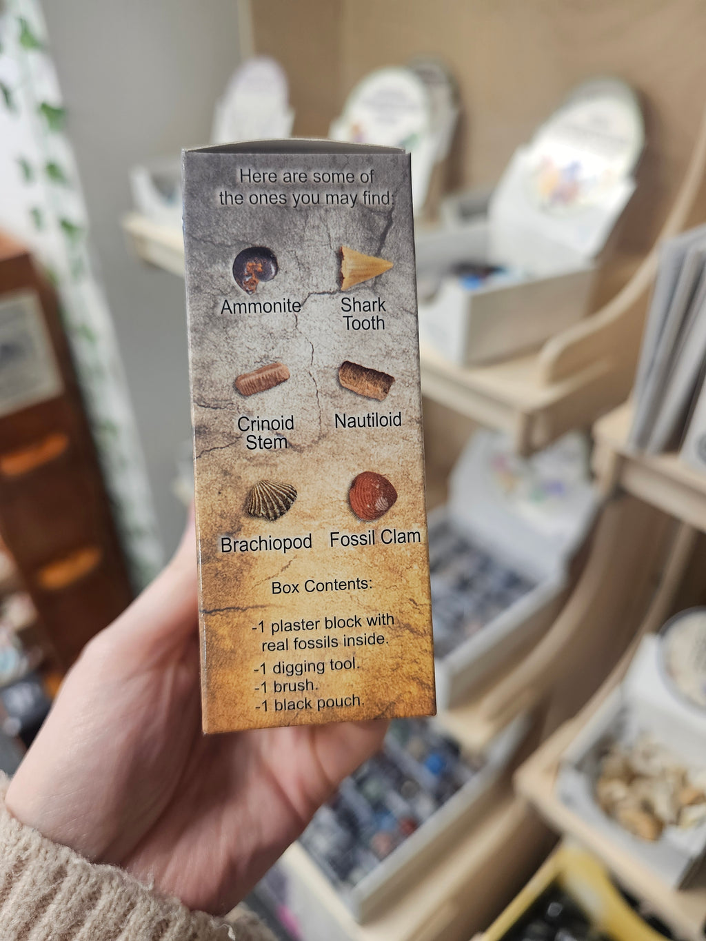 Dig Your Own Fossils (Small) Gift Set
