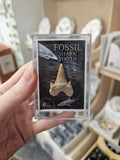 Fossil Shark Tooth in Box