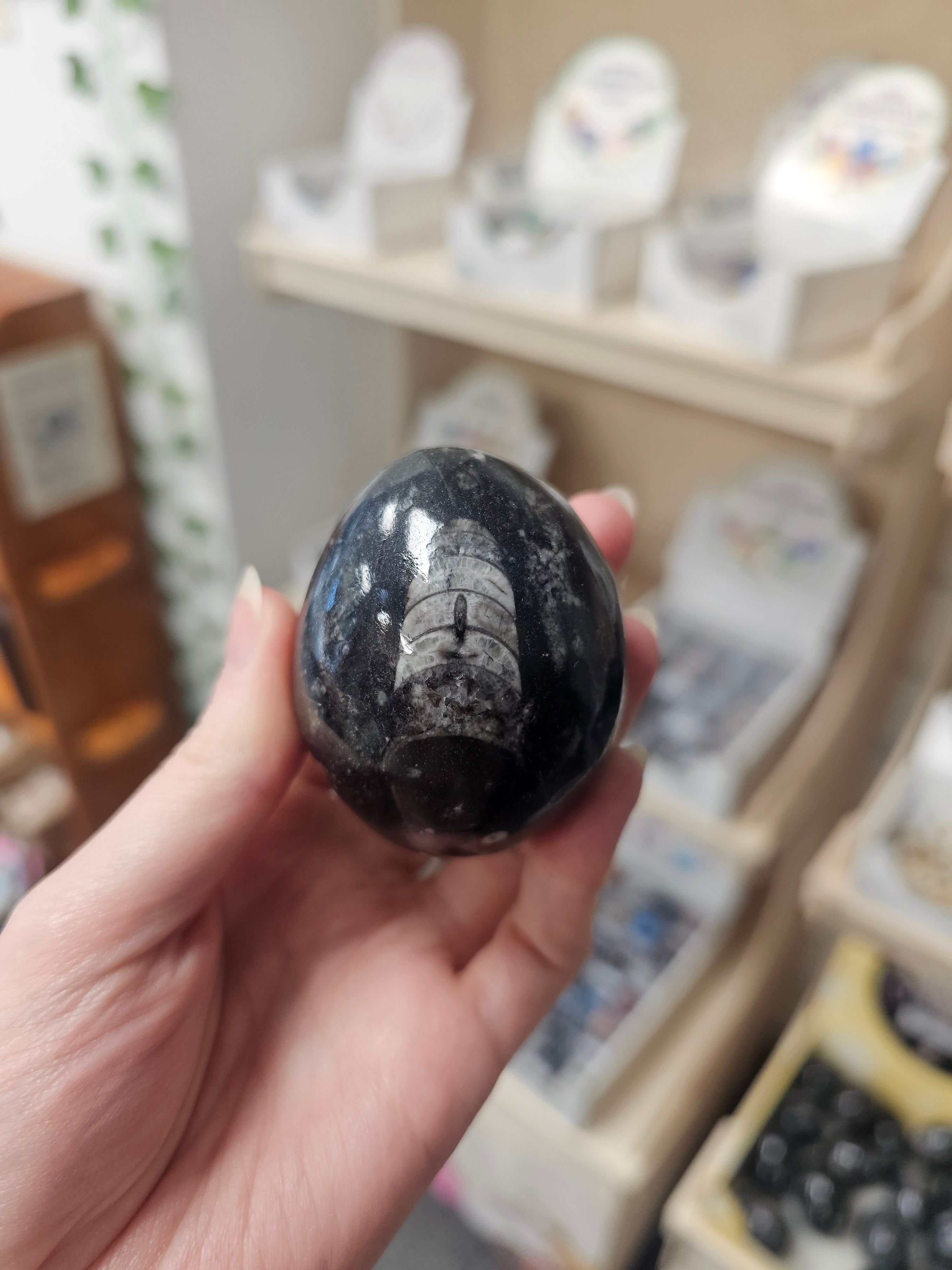 Orthoceras Fossil Egg