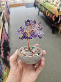Amethyst On Agate Crystal Tree