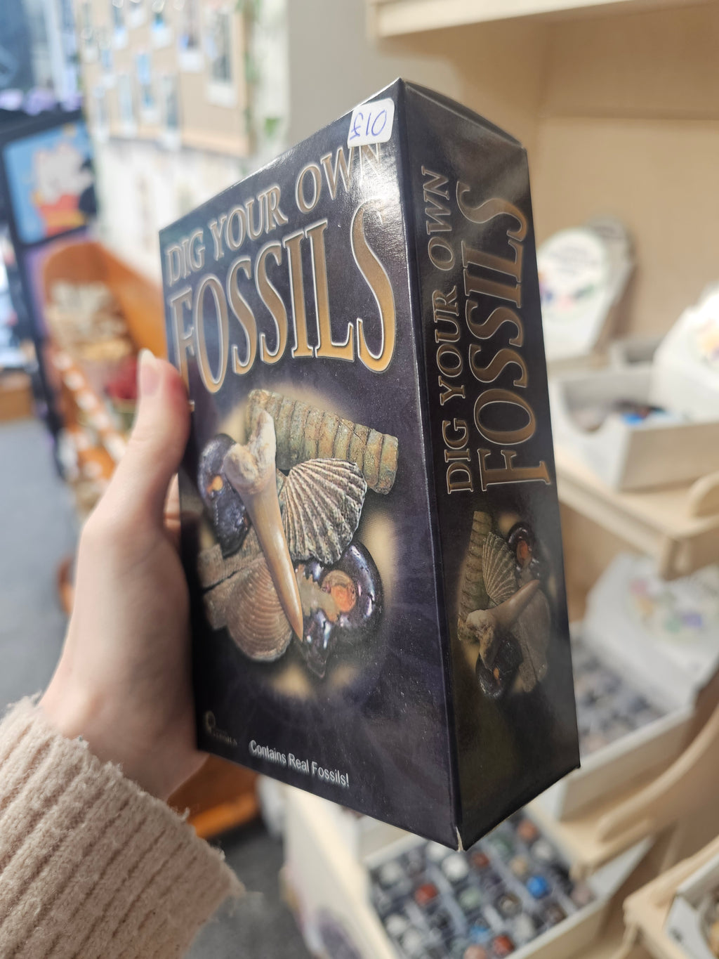 Dig Your Own Fossils (Large) Gift Set