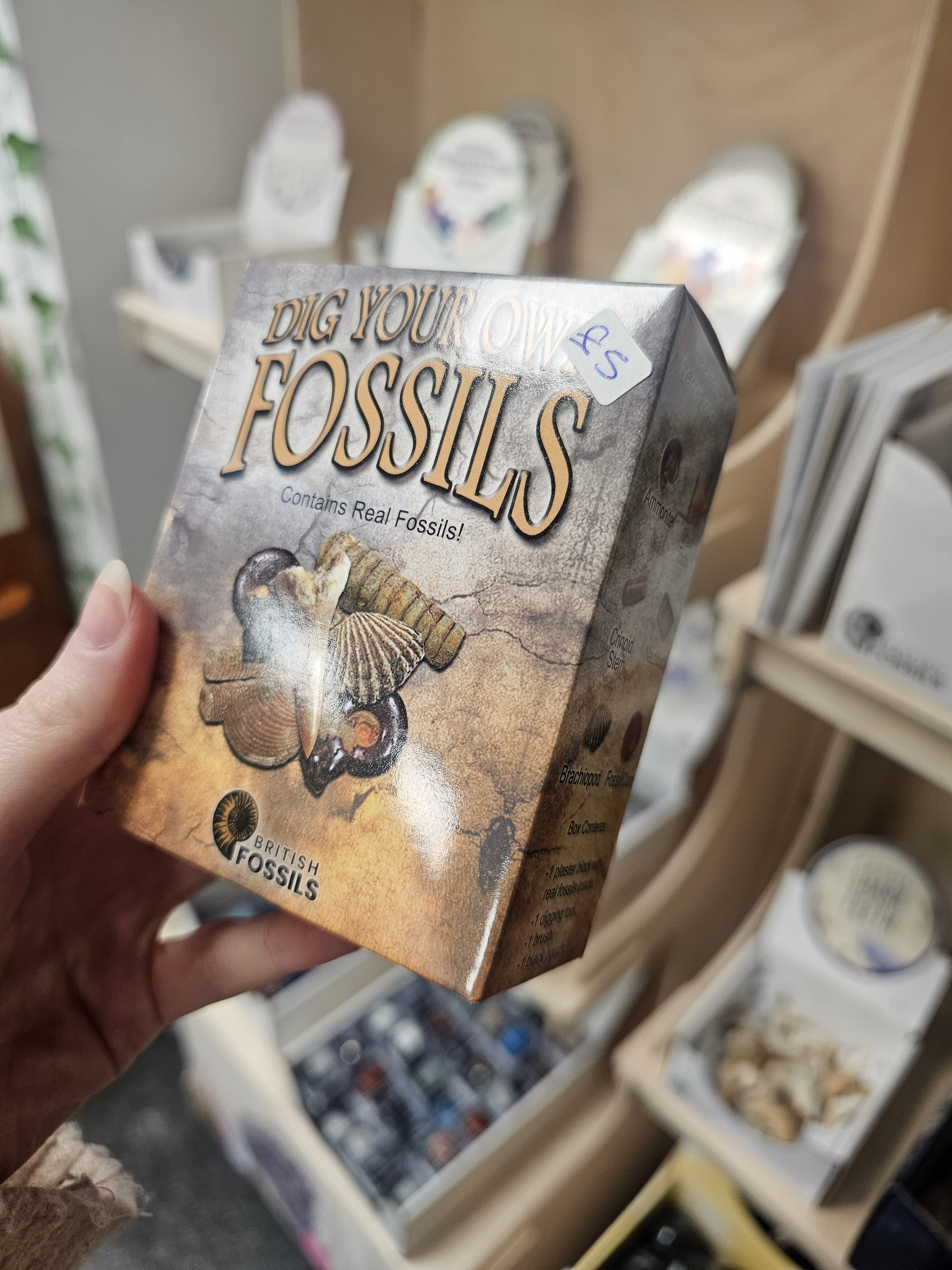 Dig Your Own Fossils (Small) Gift Set