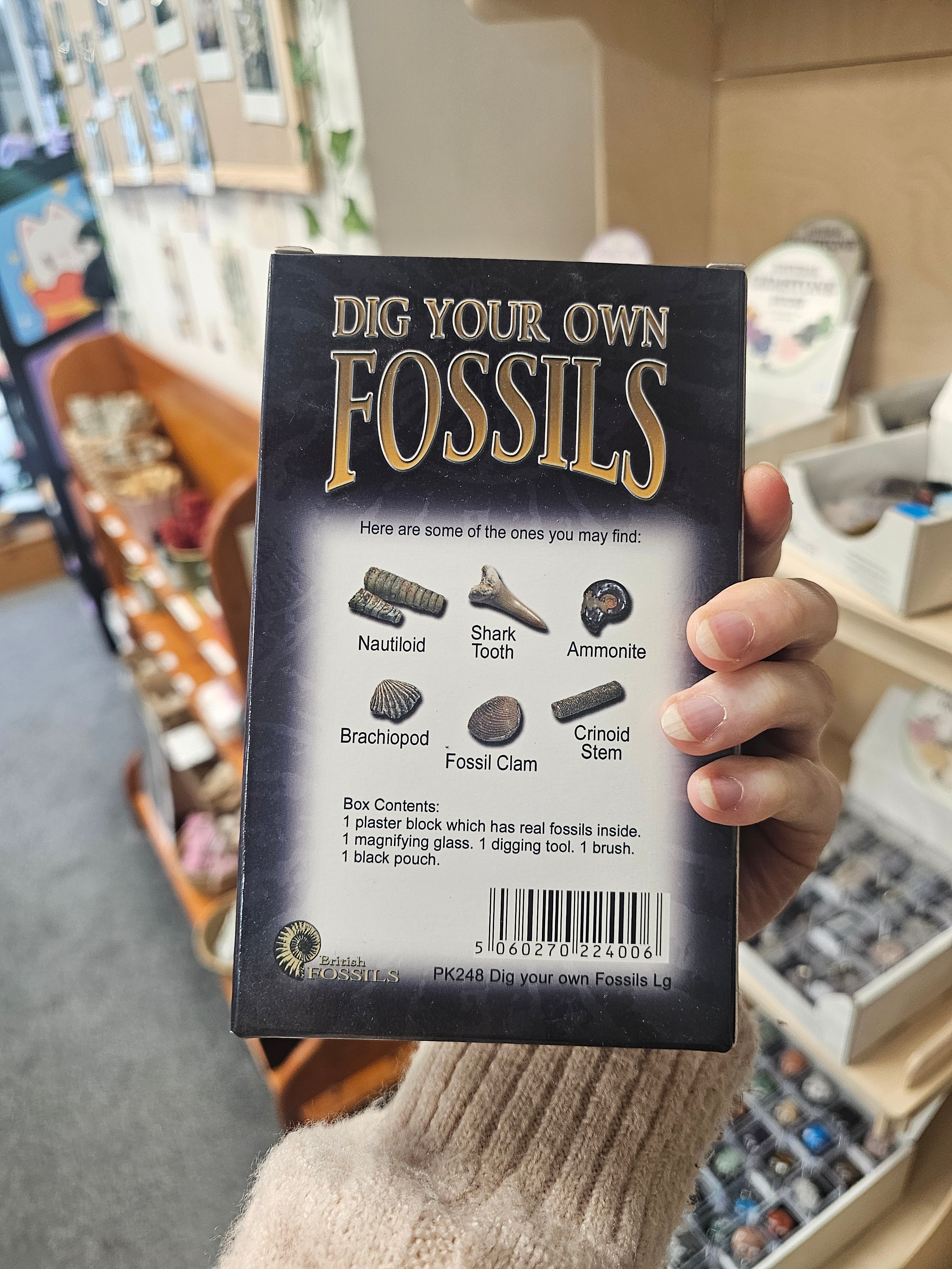 Dig Your Own Fossils (Large) Gift Set