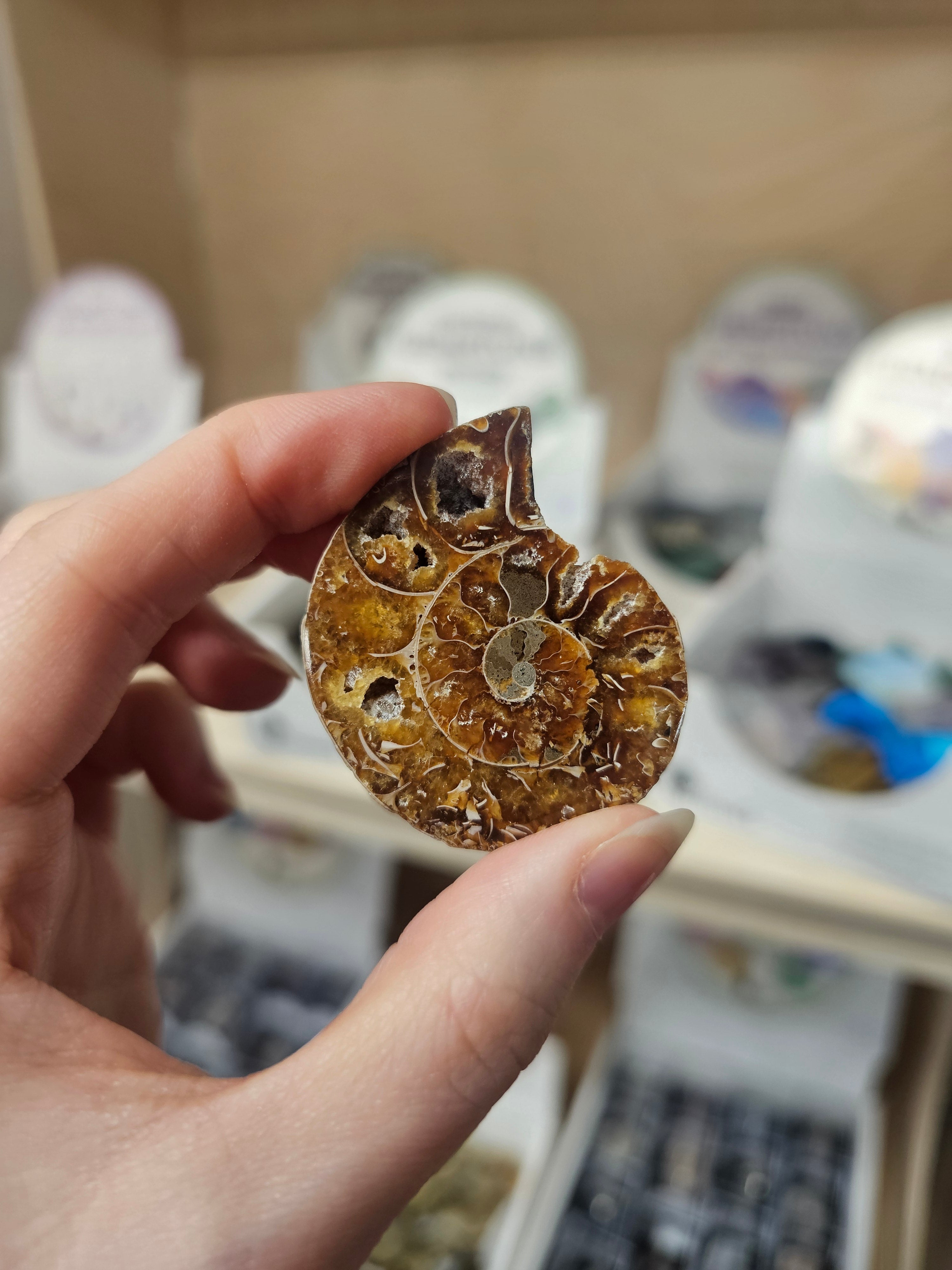 Fossil Ammonite Cut & Polished