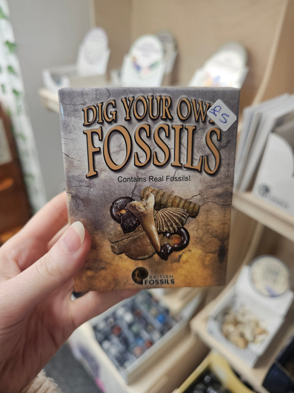 Dig Your Own Fossils (Small) Gift Set
