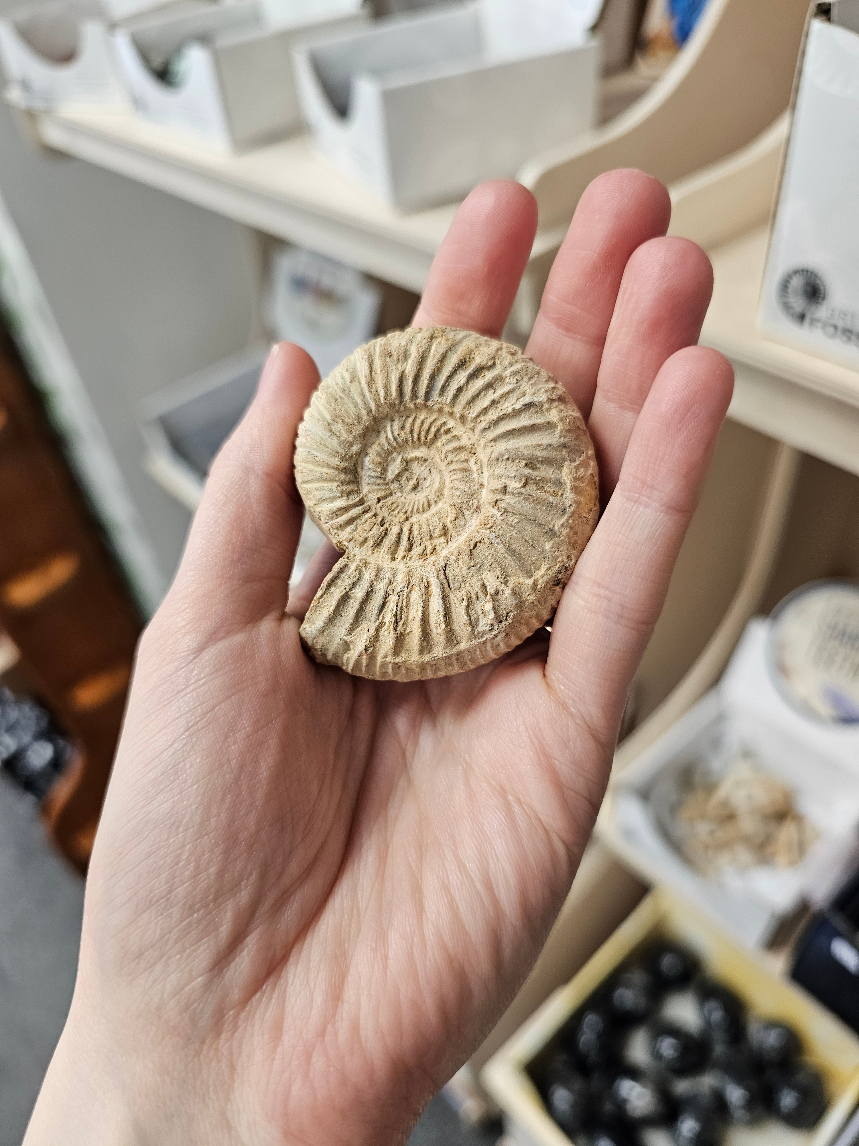 Fossil Ammonite Unpolished