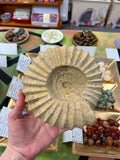 Ammonite Shaped Fossil Rock Carving