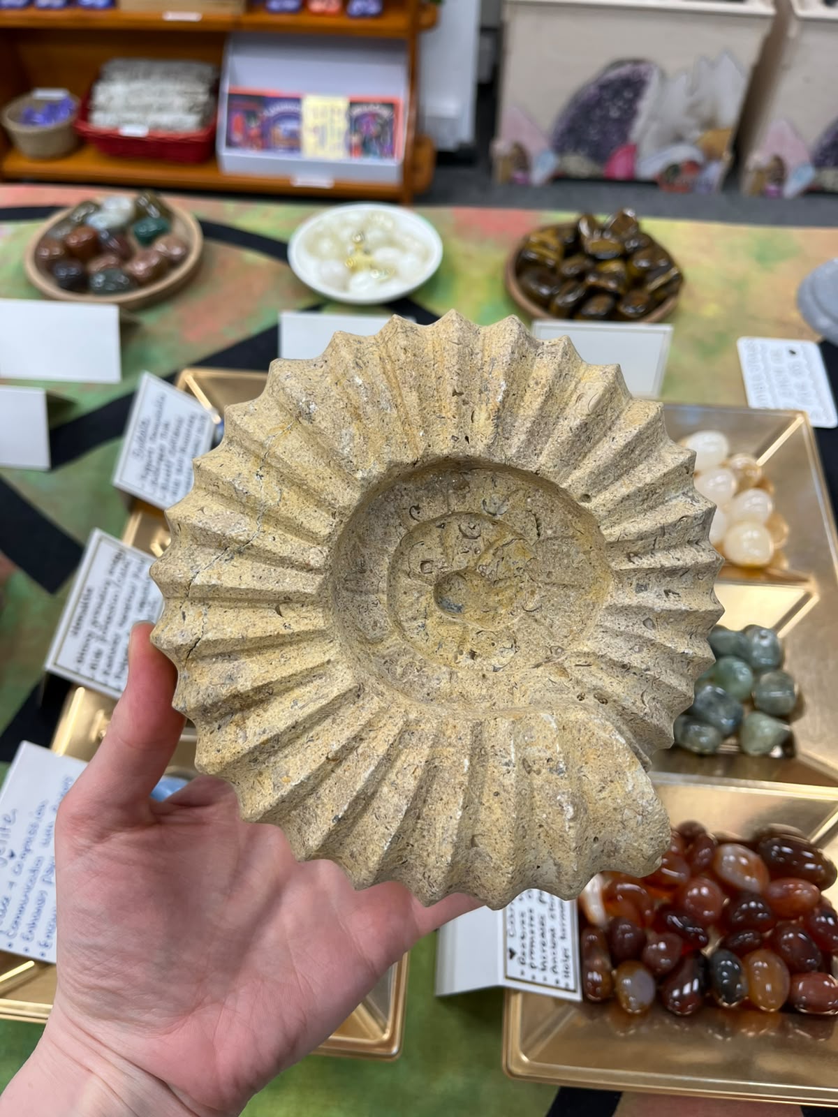 Ammonite Shaped Fossil Rock Carving