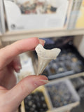 Fossil Shark Tooth - A-Grade