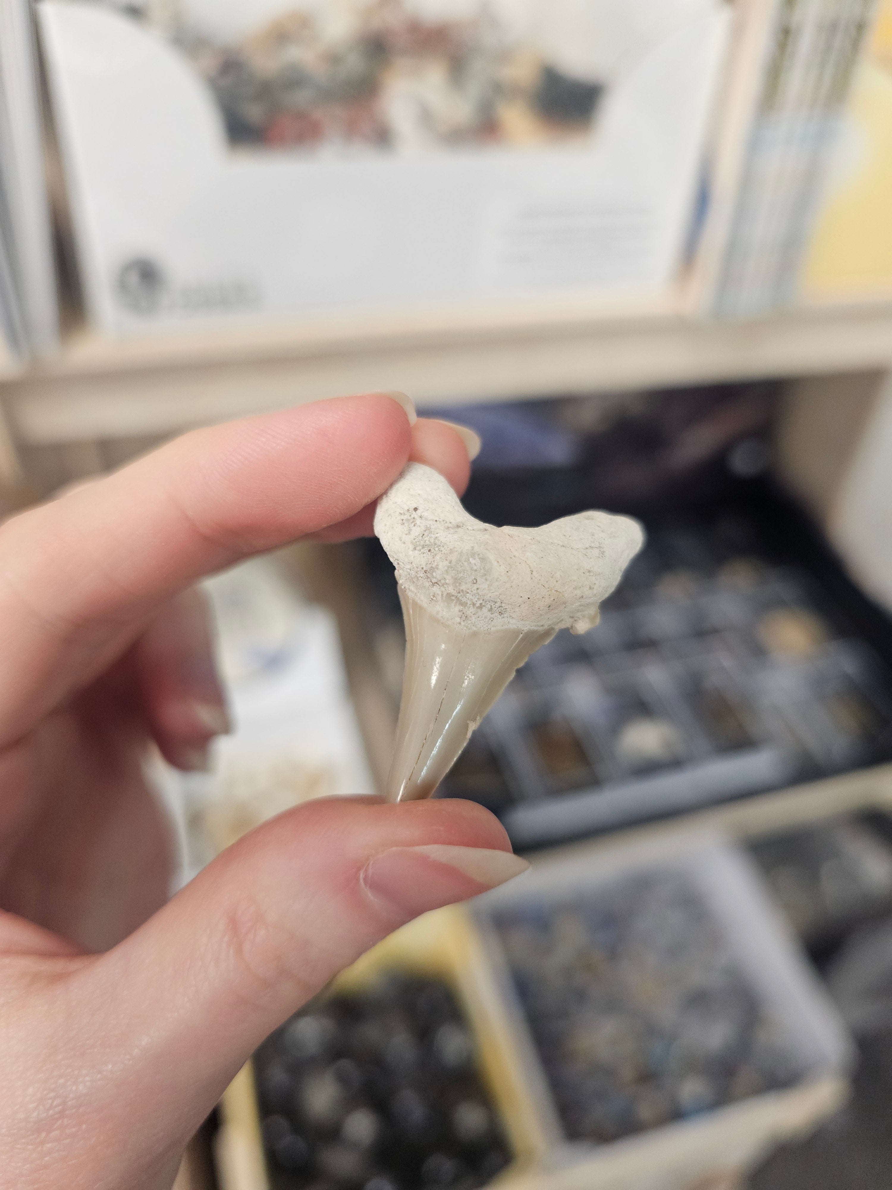 Fossil Shark Tooth - A-Grade