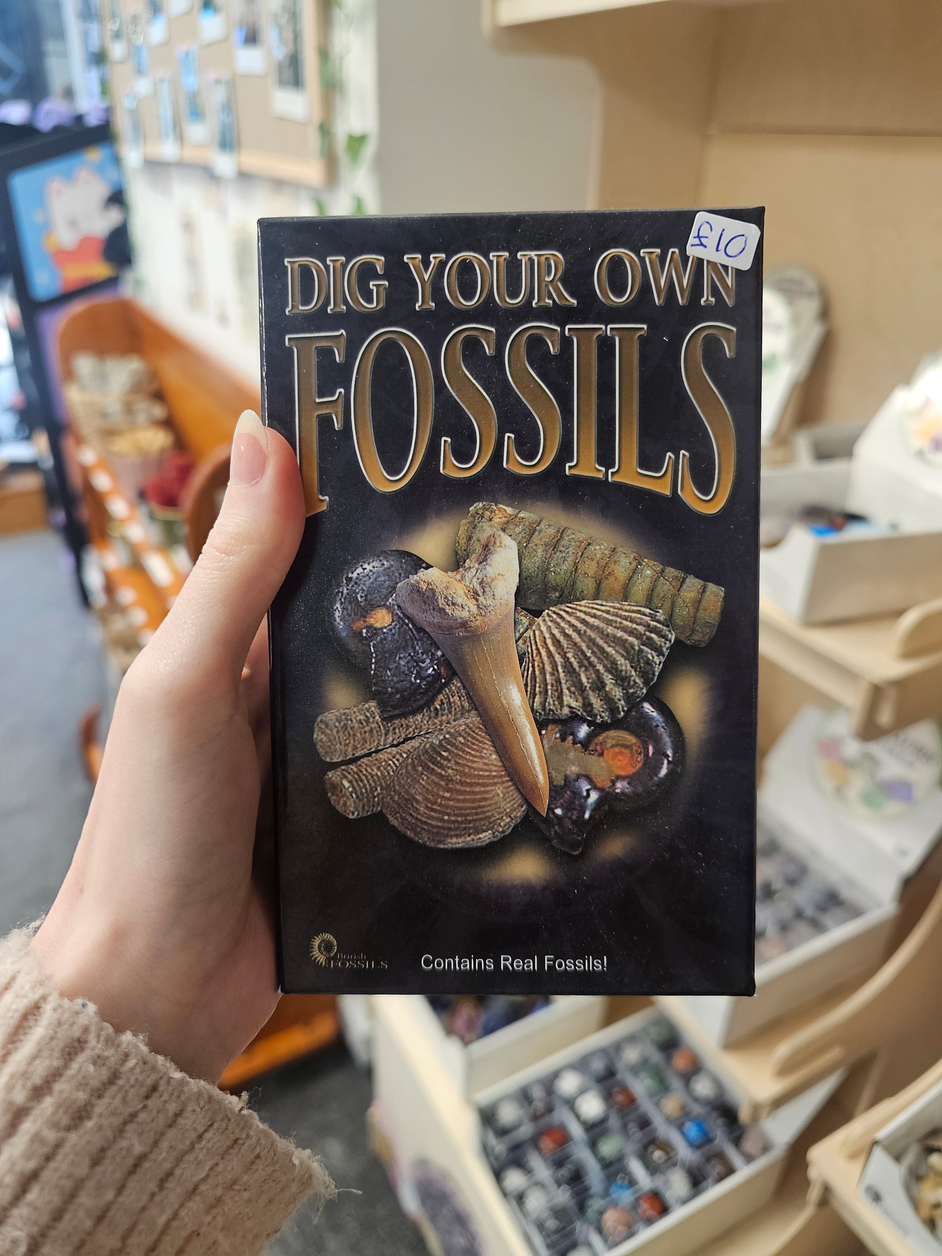 Dig Your Own Fossils (Large) Gift Set