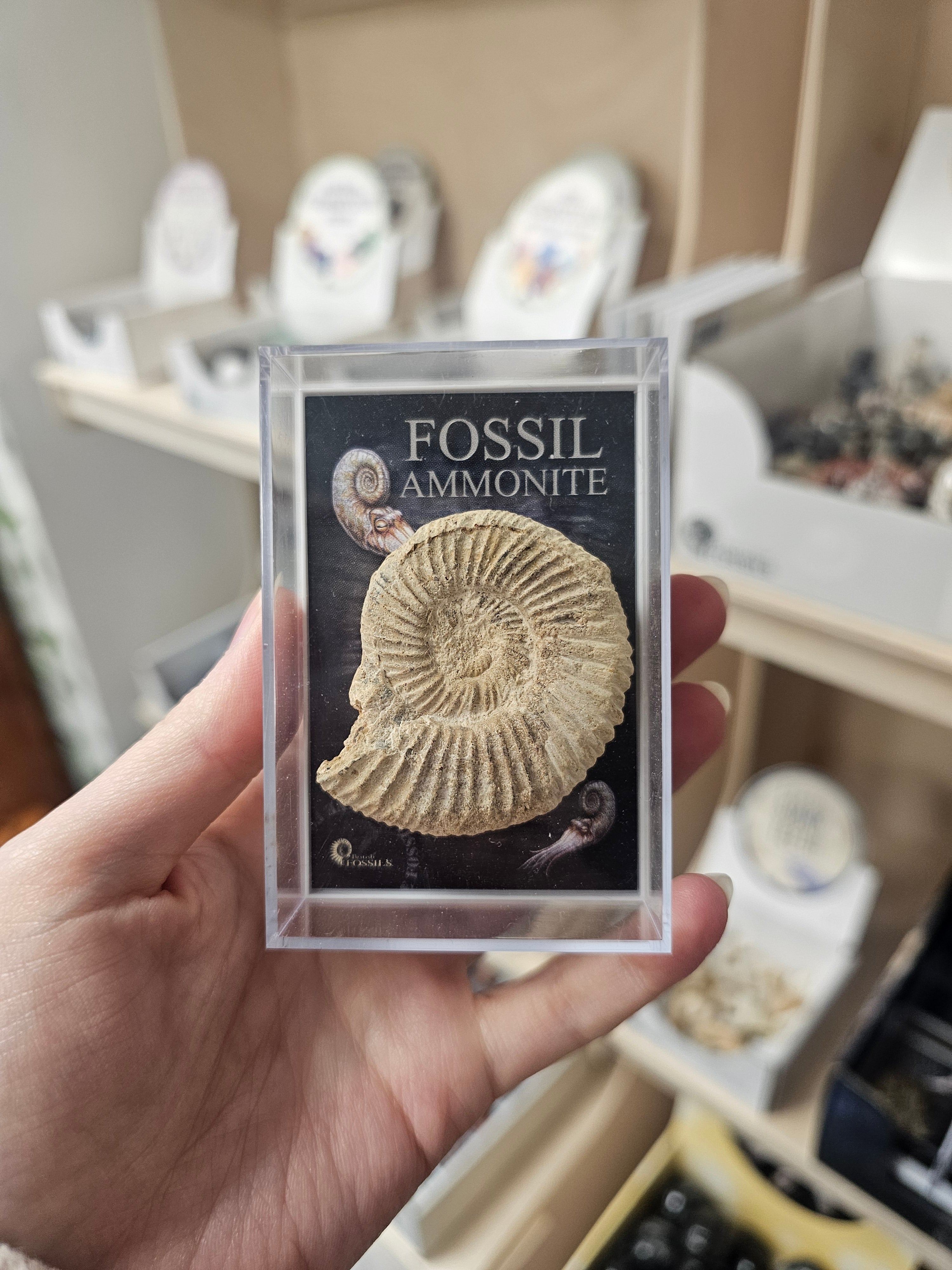 Fossil Ammonite Unpolished in Box