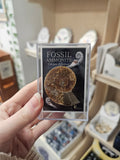 Fossil Ammonite Cut & Polished in Box