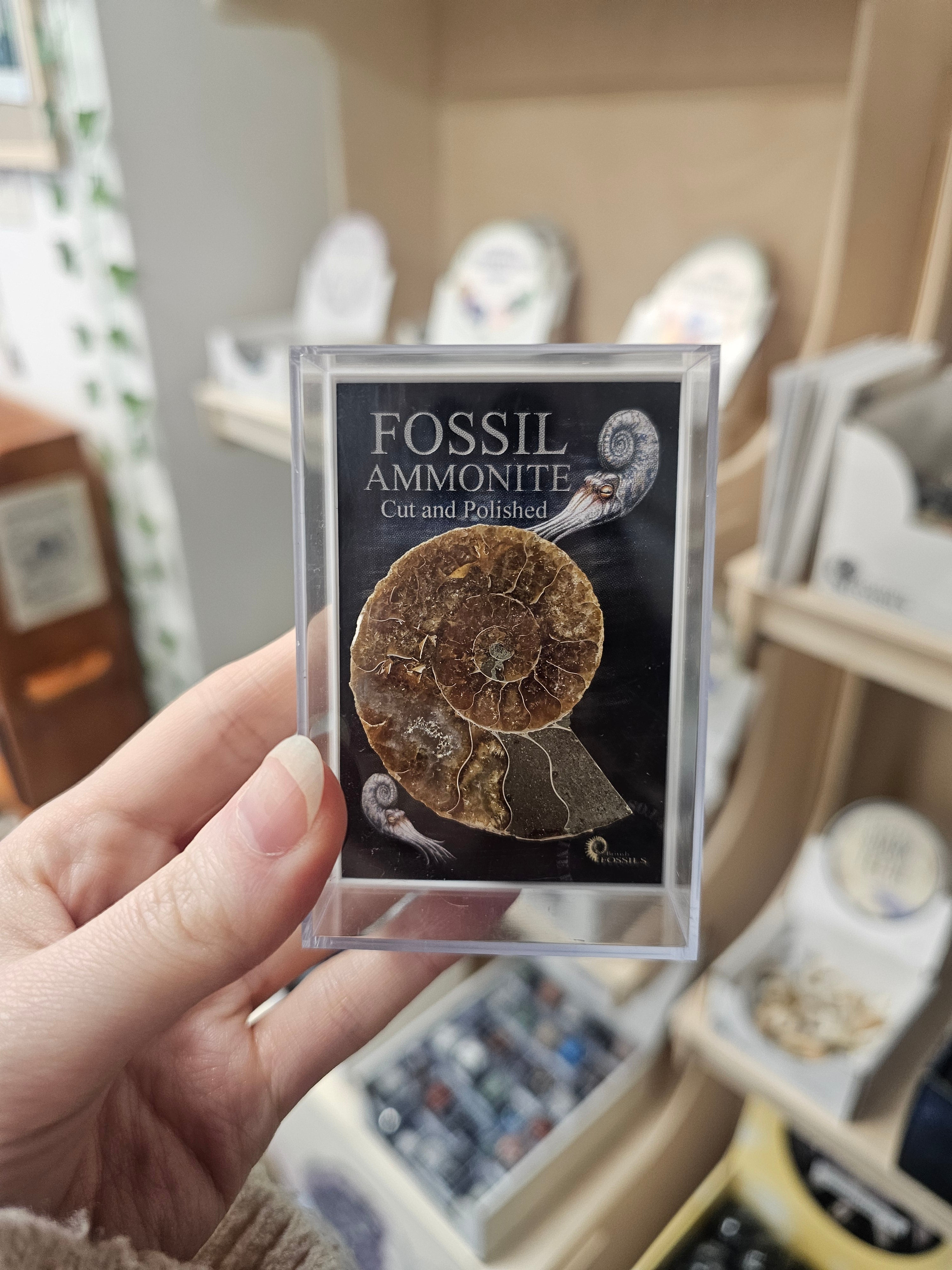 Fossil Ammonite Cut & Polished in Box